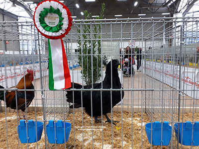 Femmina di Cemani premiata ai Campionati italiani di avicoltura