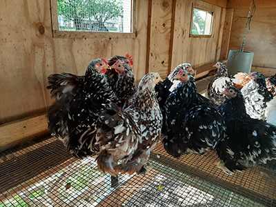 La Gallina Cocincina Nana, Allevamento Gallina Padovana, Andrea Pozzato ...